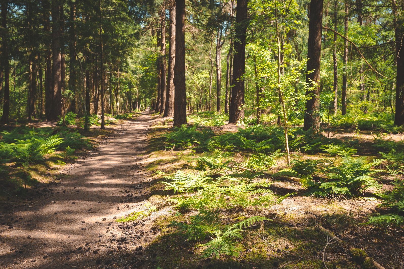 Wälder von Gaasterland