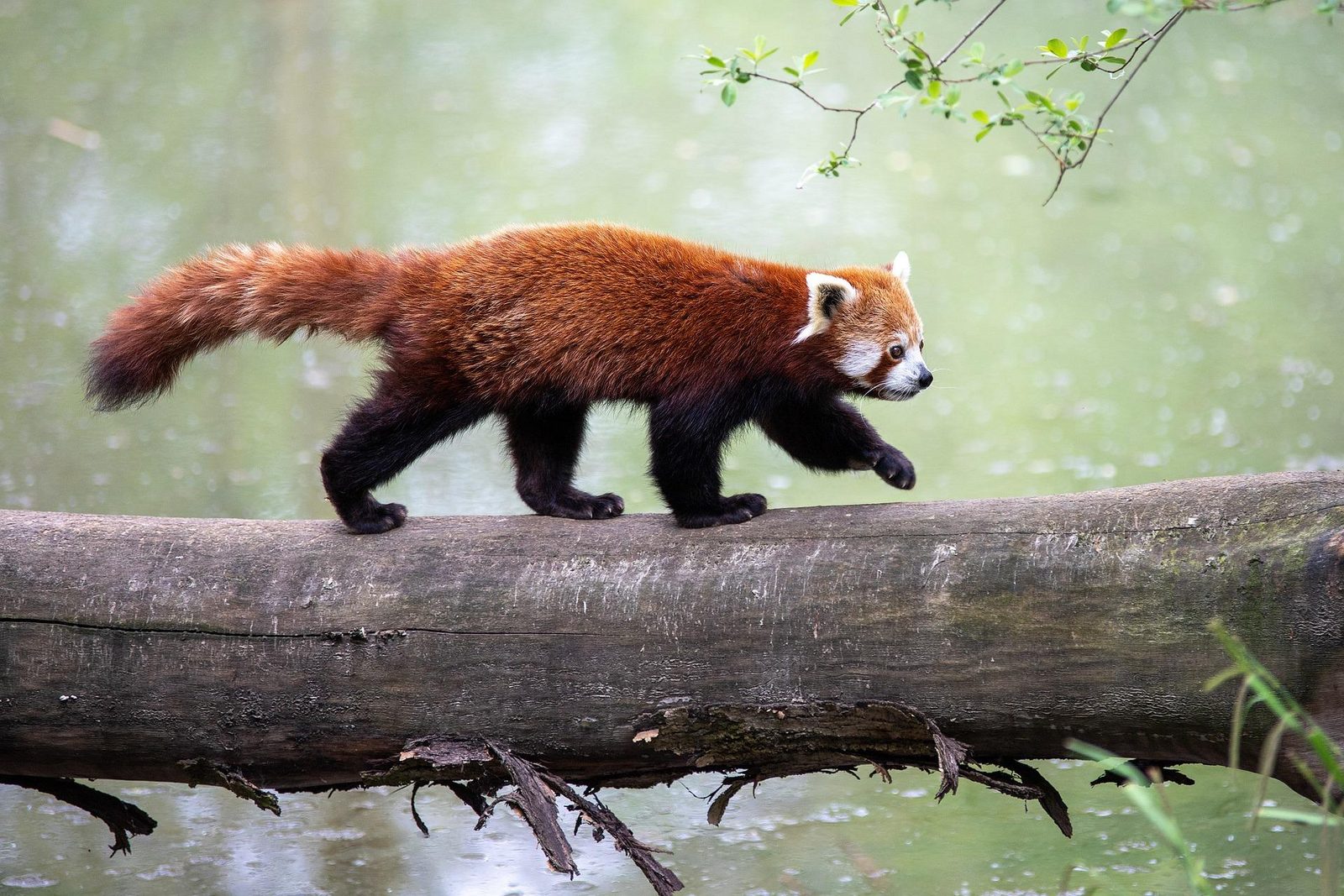 Dierentuin Kleef