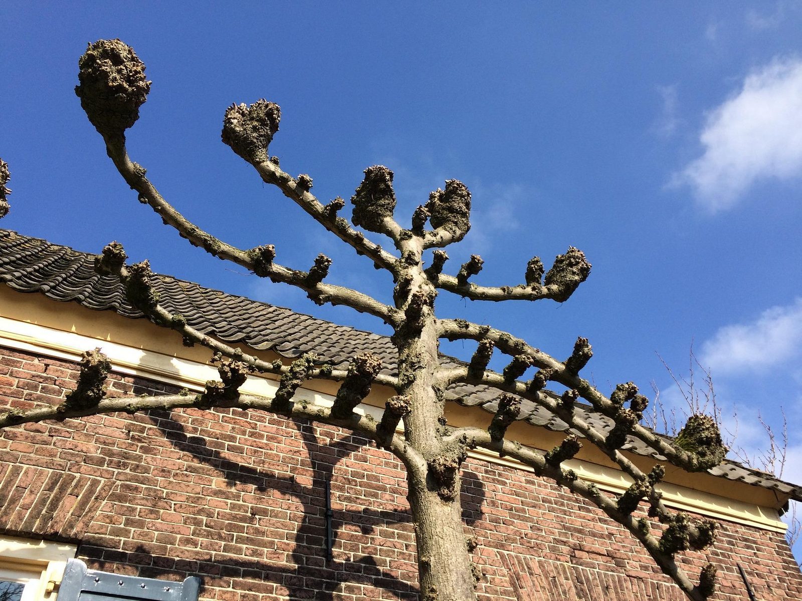 Bronkhorst