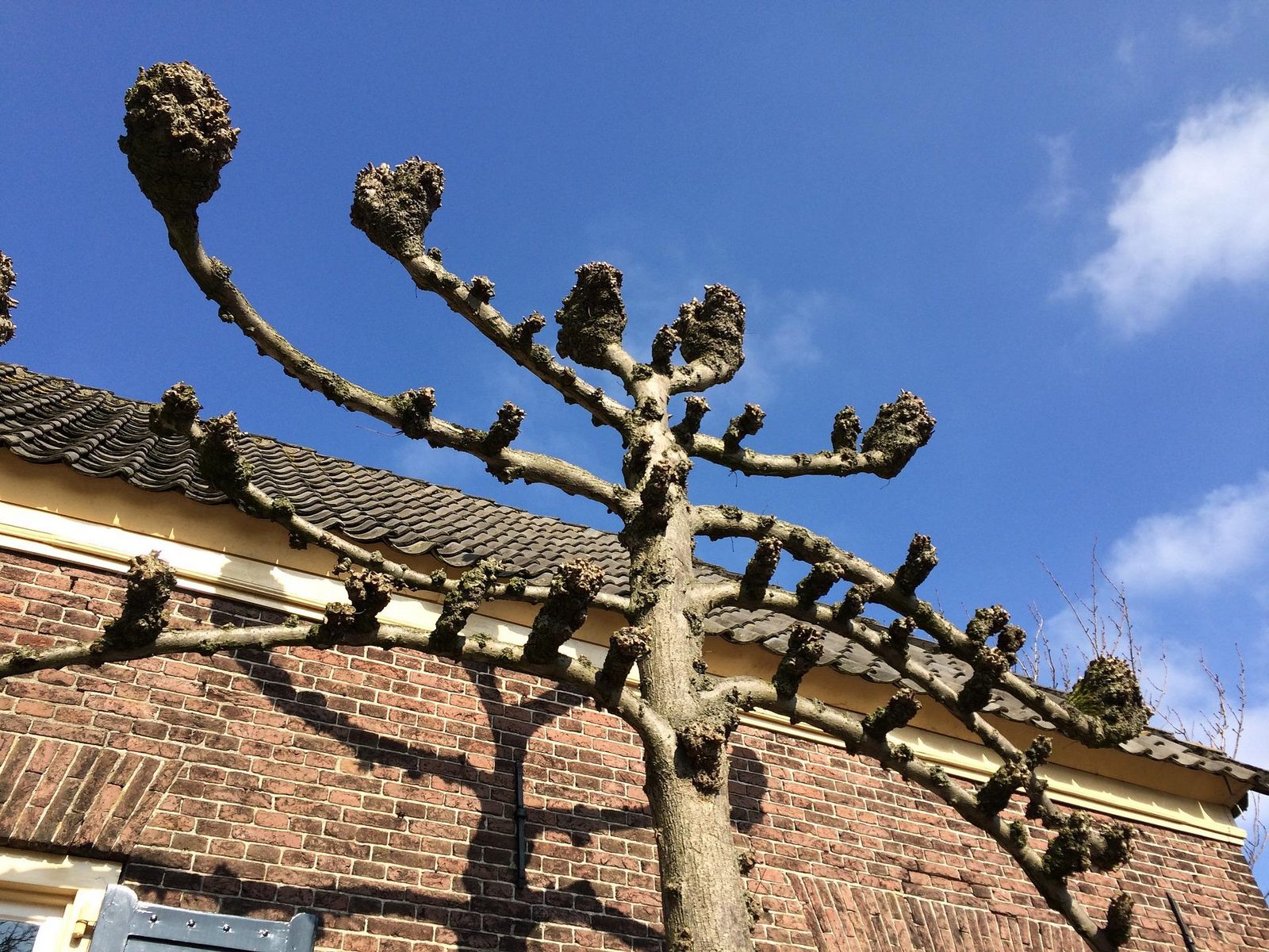 Bronkhorst