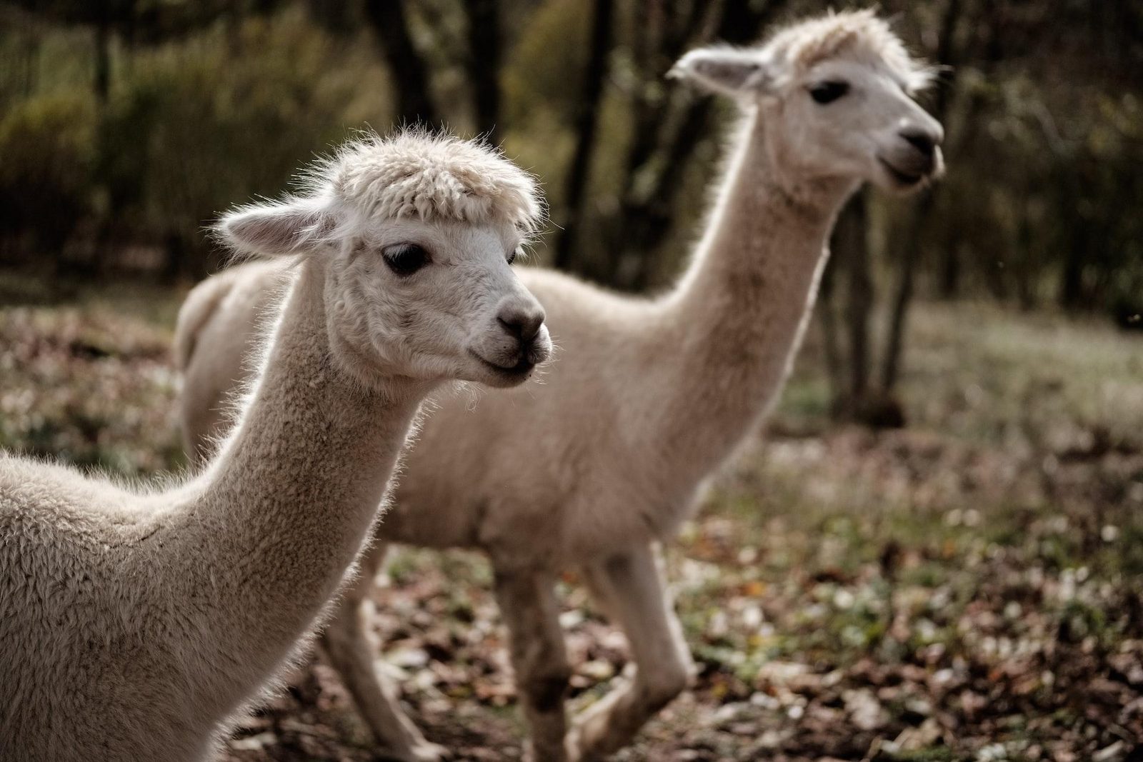 Alpaca Eco Farm