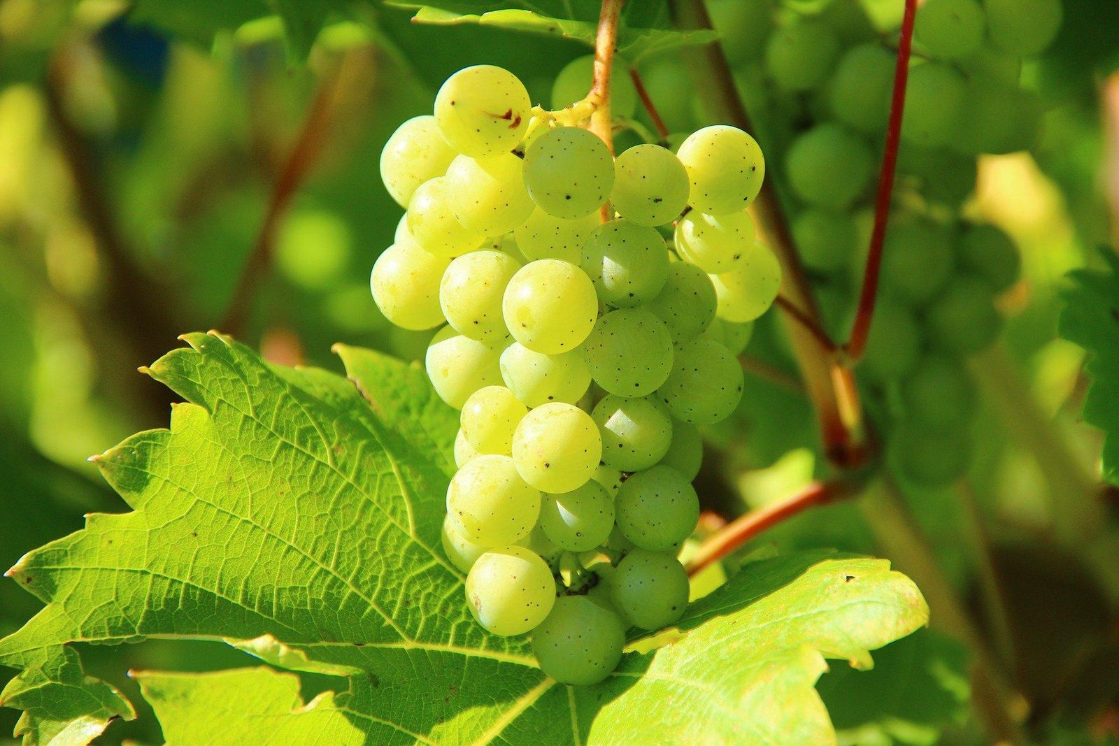 Weinrouten und Weinproben Achterhoek