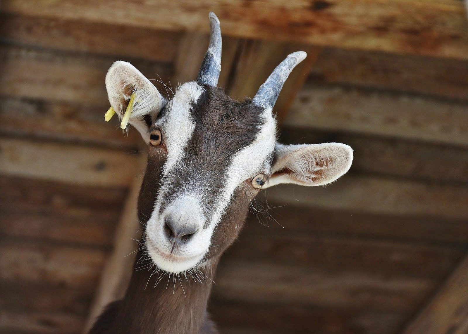 Geitenboerderij De Mèkkerstee
