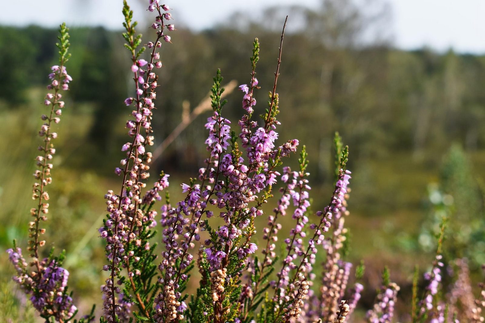 Mechelse Heide