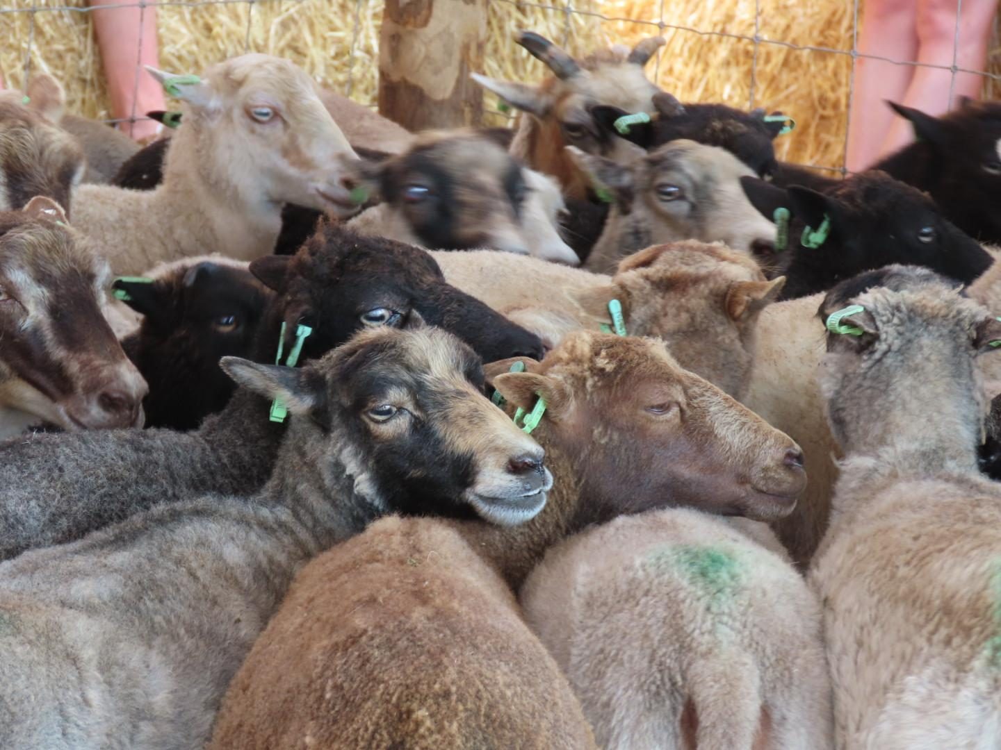 Schapenboerderij Texel 