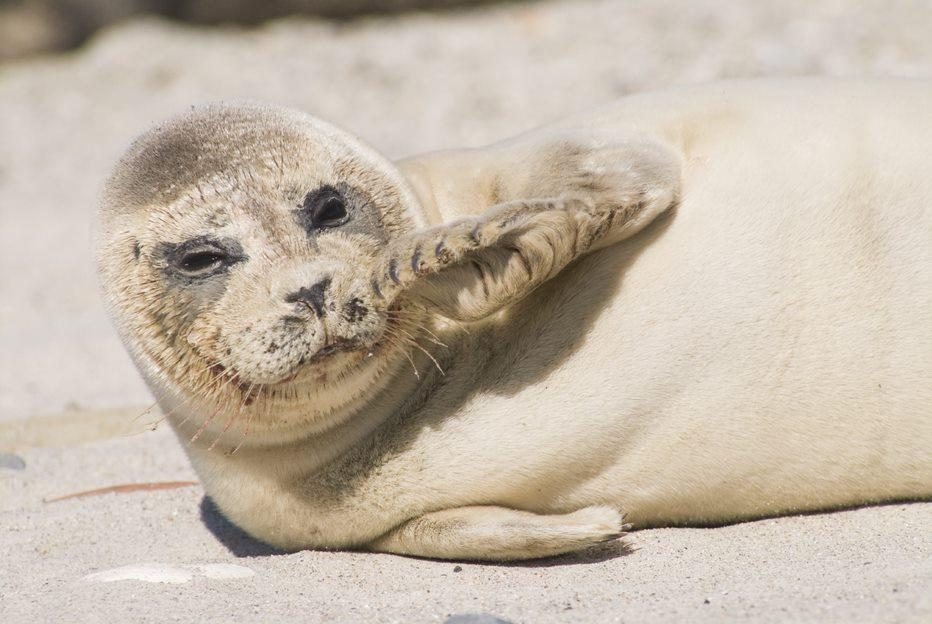 Zeehondenopvang A Seal
