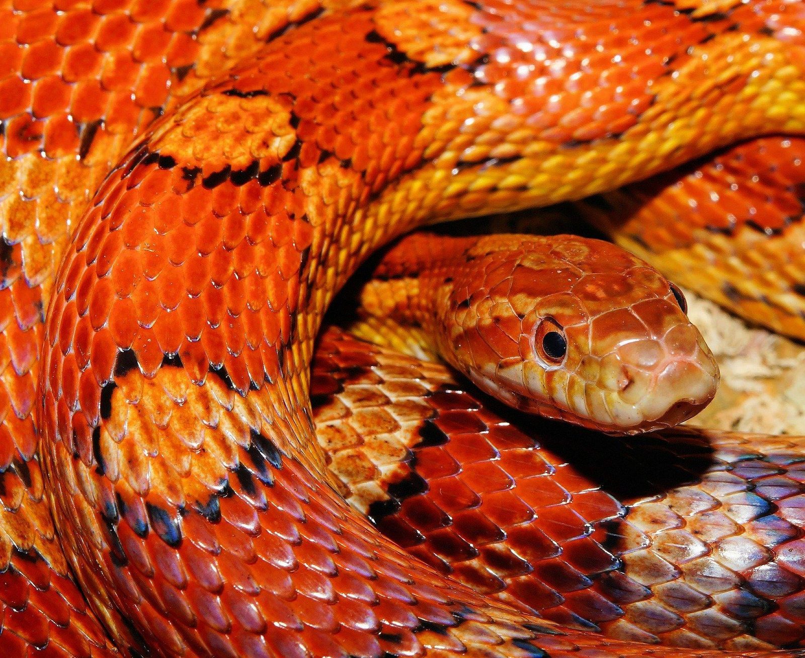Reptilienzoo Happ