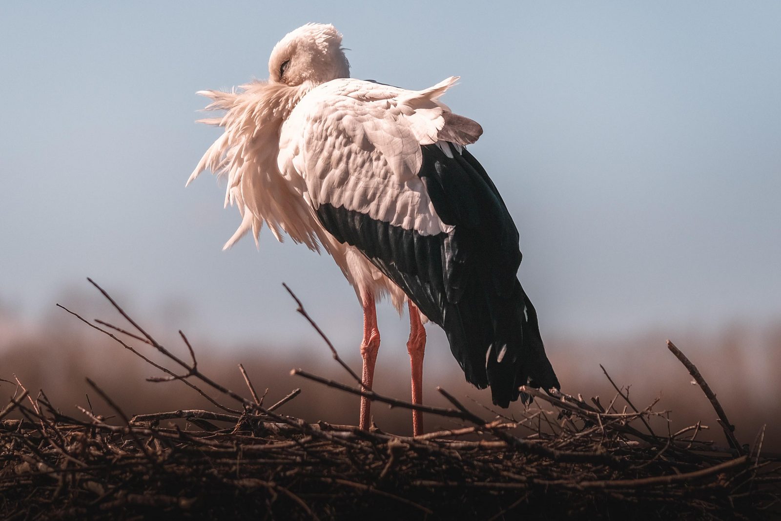 Naturschutzgebiet Het Zwin