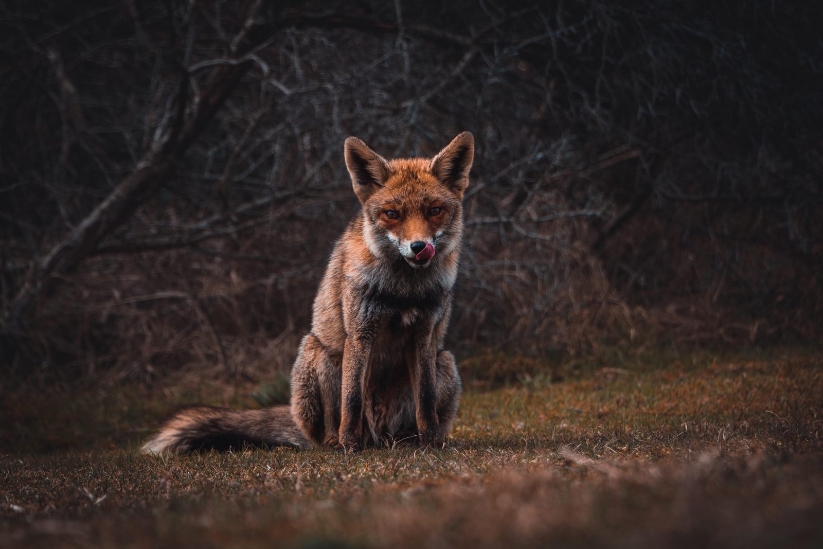 Amsterdamse Waterleidingduinen