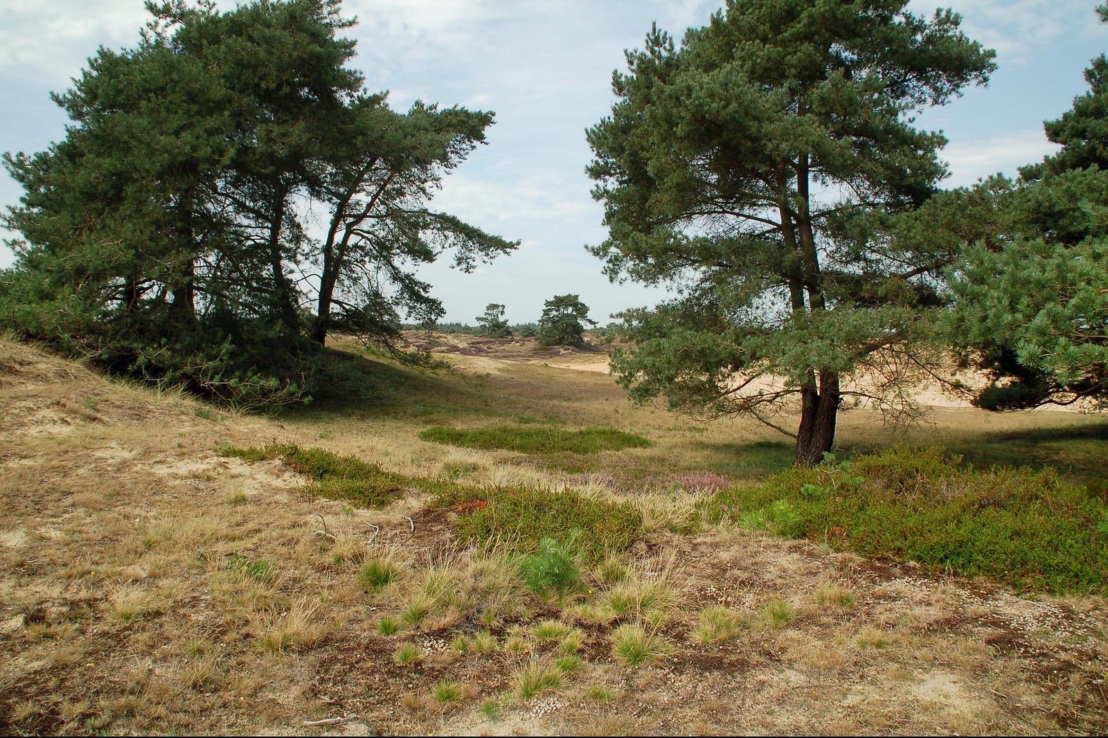 Omgeving Drenthe EuroParcs Ruinen