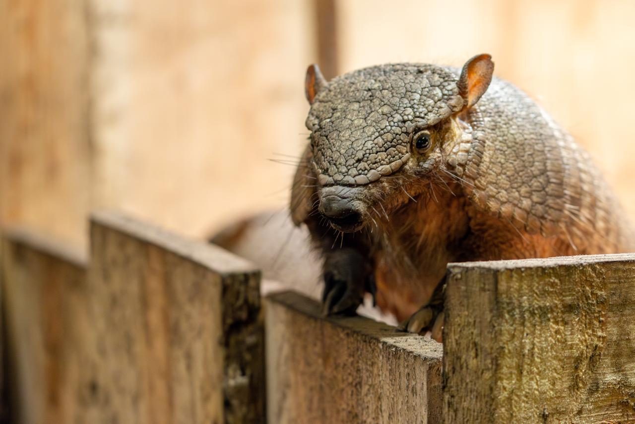 Zoo Bizar in Orvelte