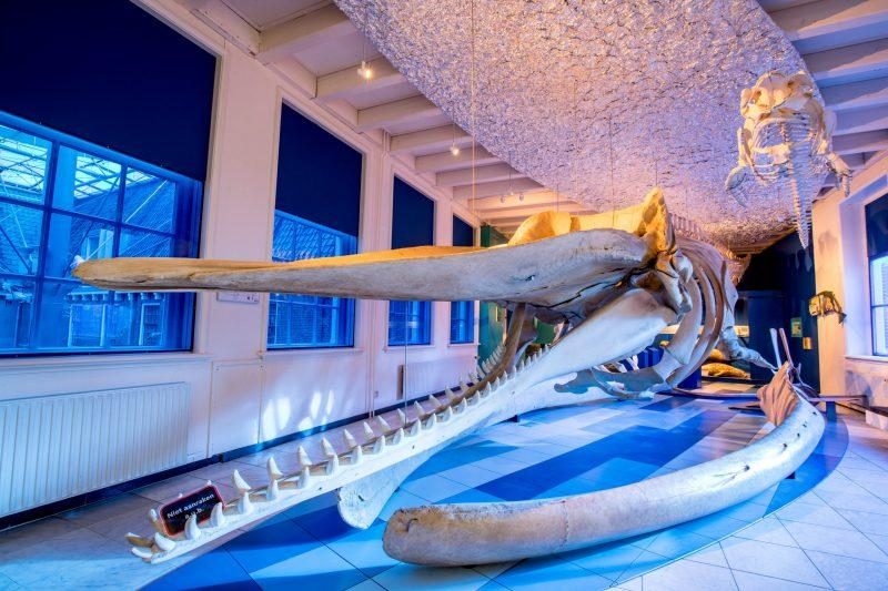 Naturmuseum Leeuwarden