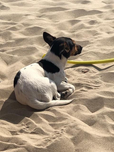Je hond mee op vakantie
