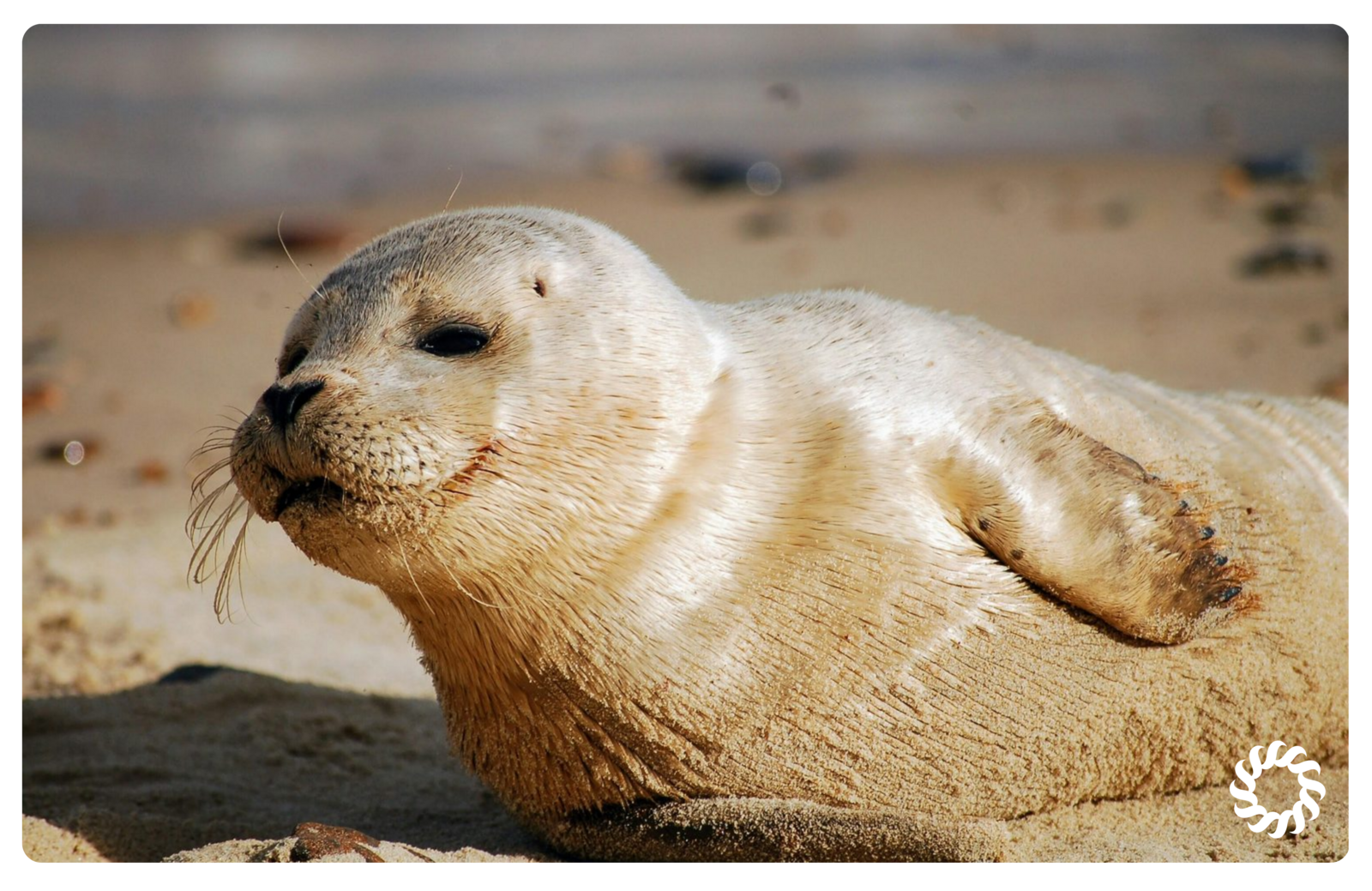 Zeehondje aan de Oosterschelde