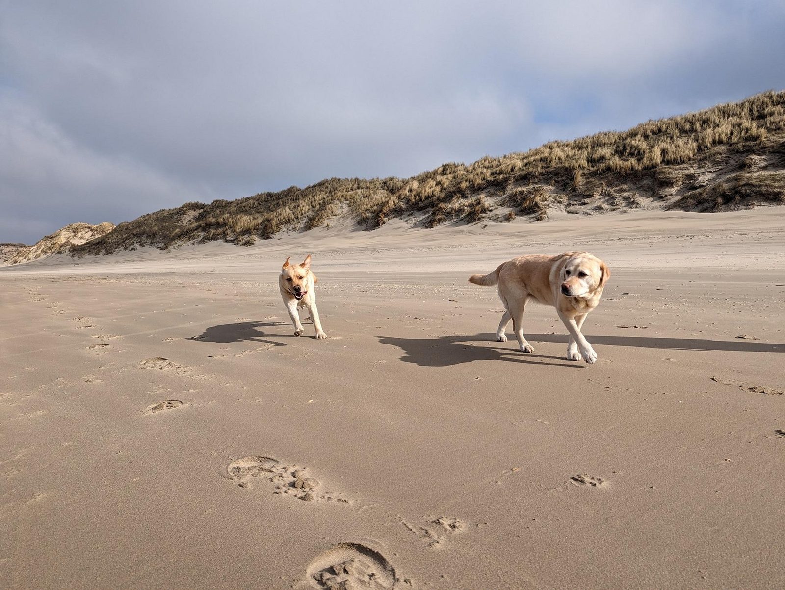 dog-beach-labrador-dogs-running-dunes