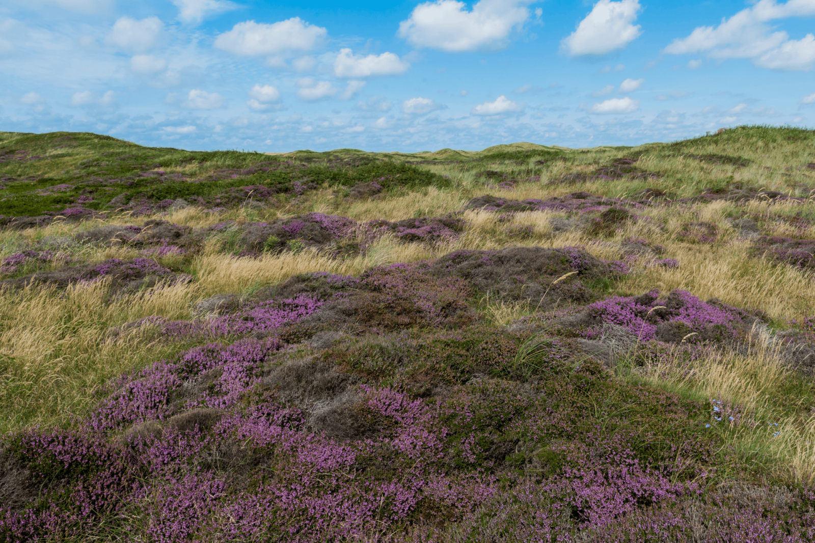 Image Duinen van Texel