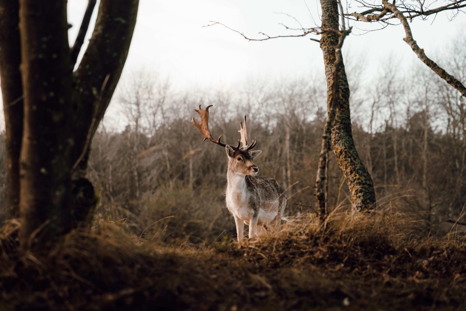 hooge veluwe