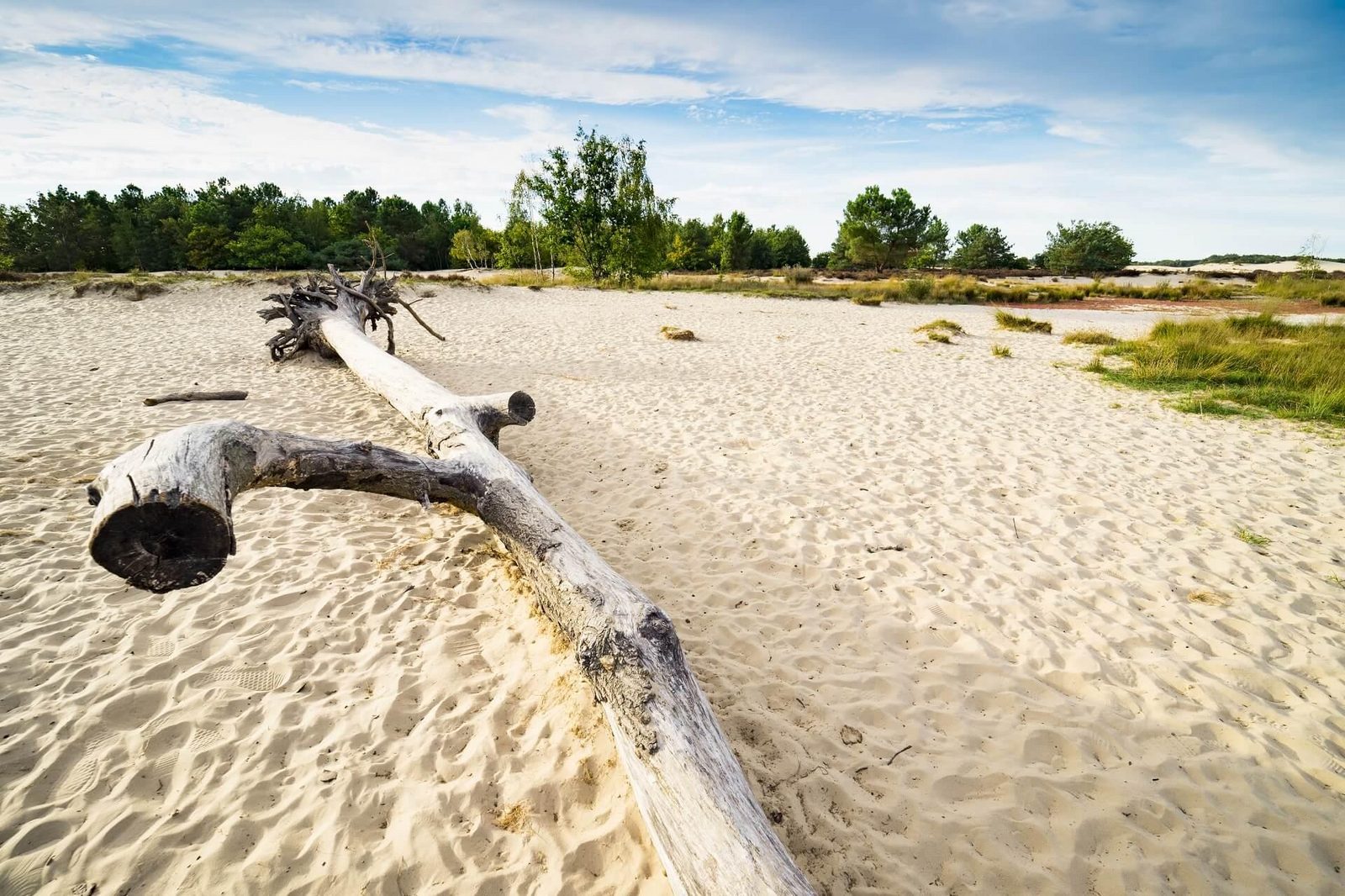Loonse en Drunense Duinen - Noord-Brabant