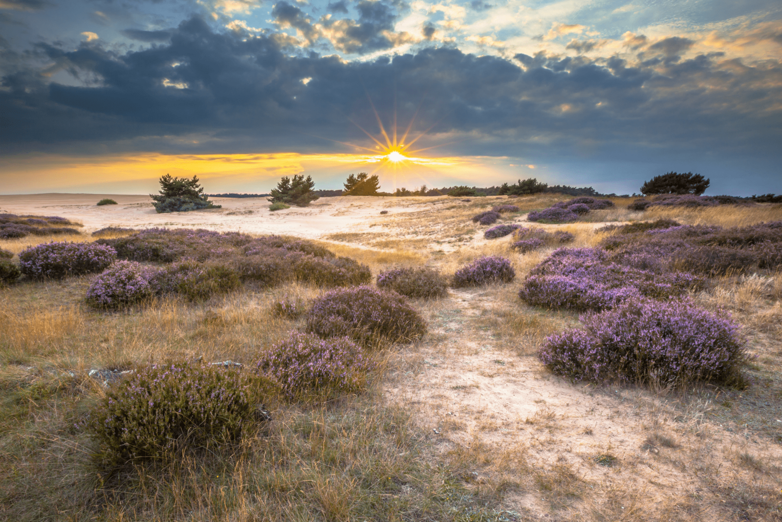 Image Hooge Veluwe