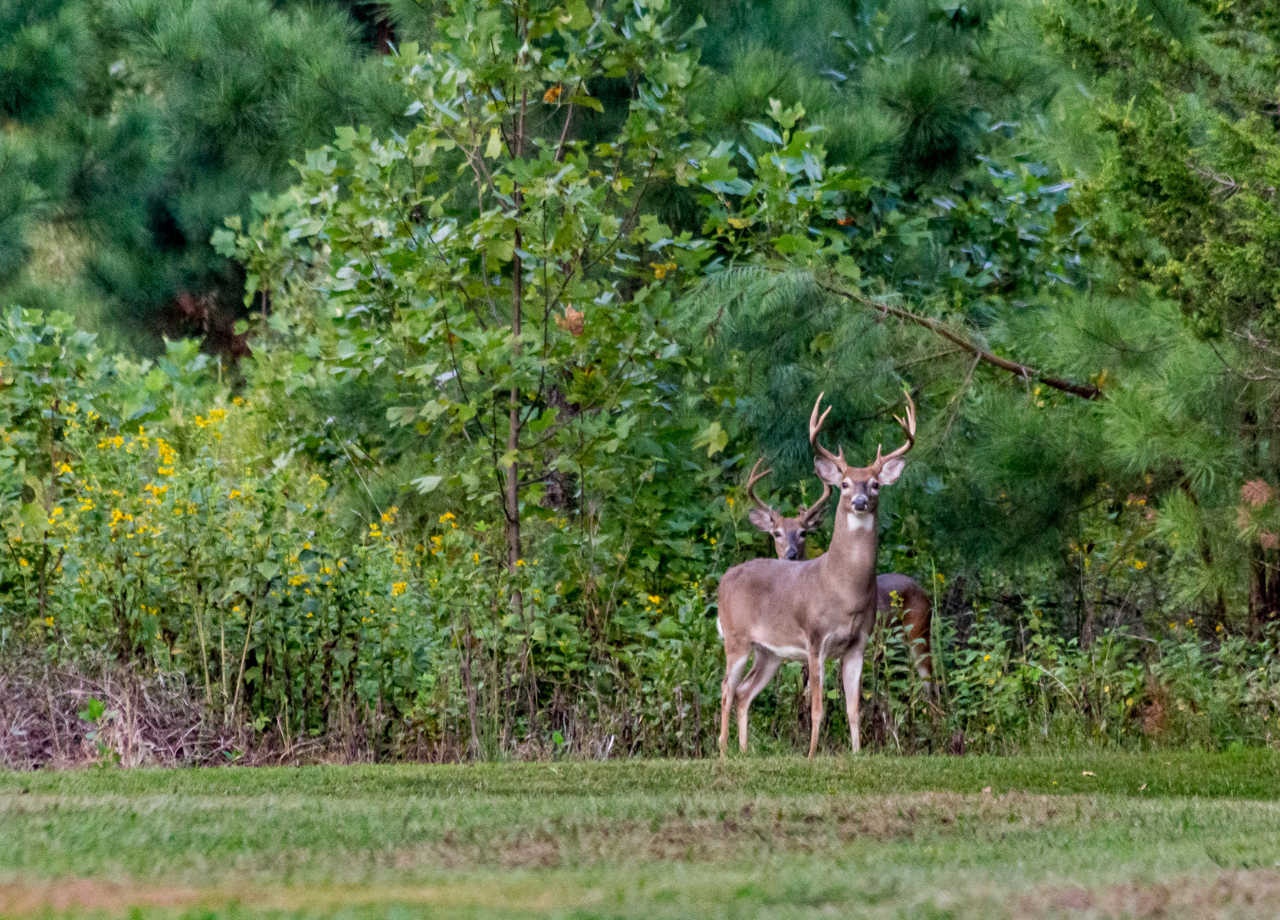 deer in forest wildlife park
