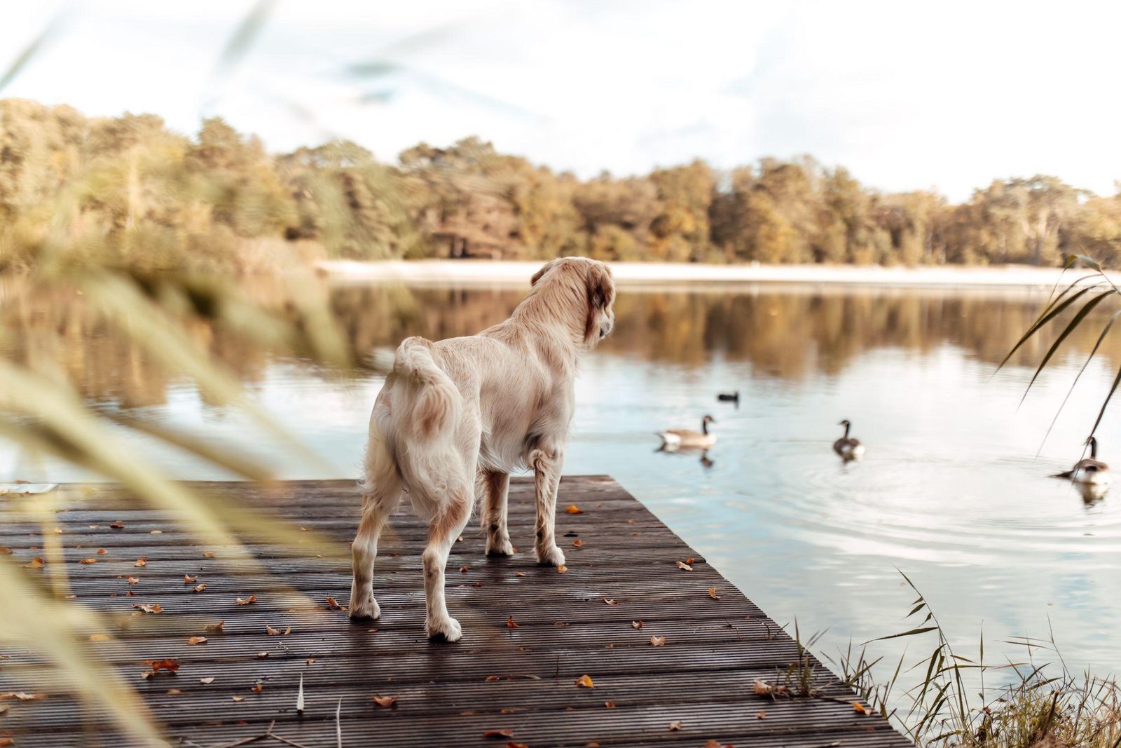 dog lake EuroParcs Zilverstrand