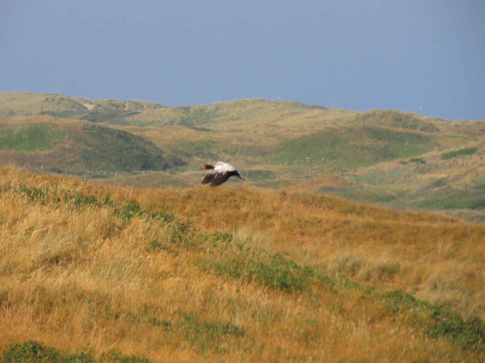 Texel Dunes Bird Fly Grass