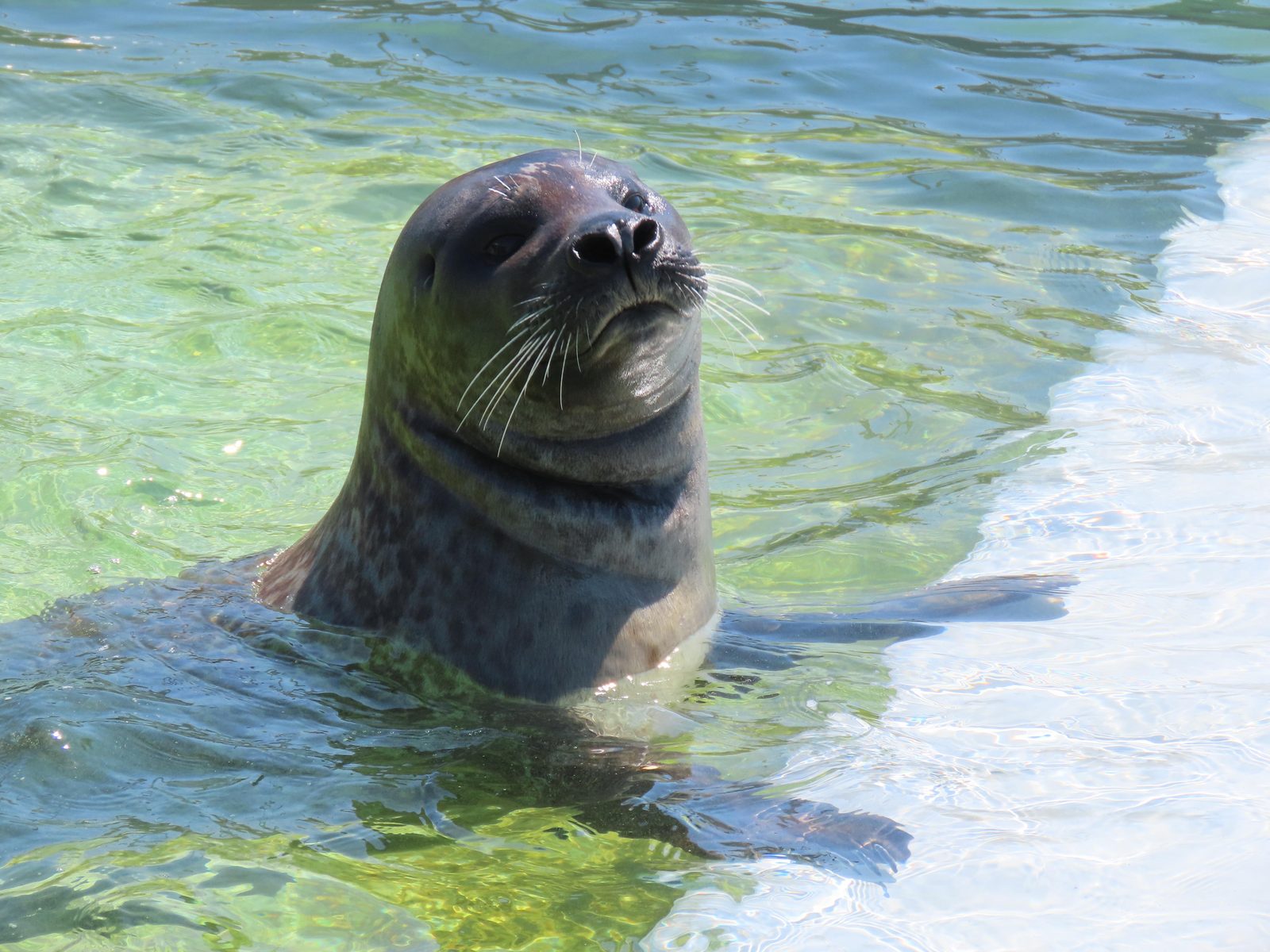 Texel Ecomare Seal Pool