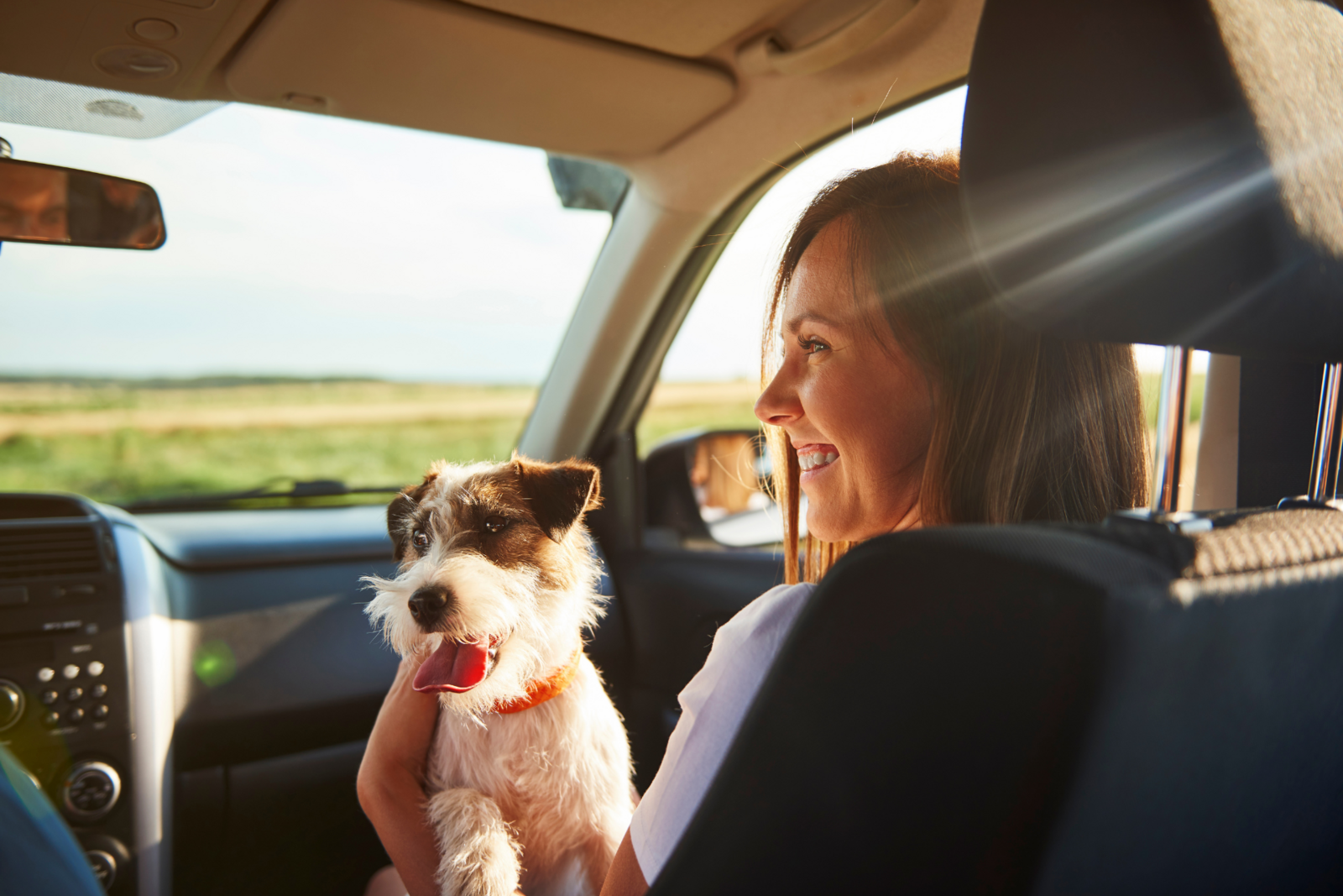 Dog in car