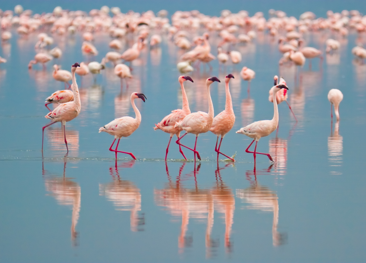 flamingos