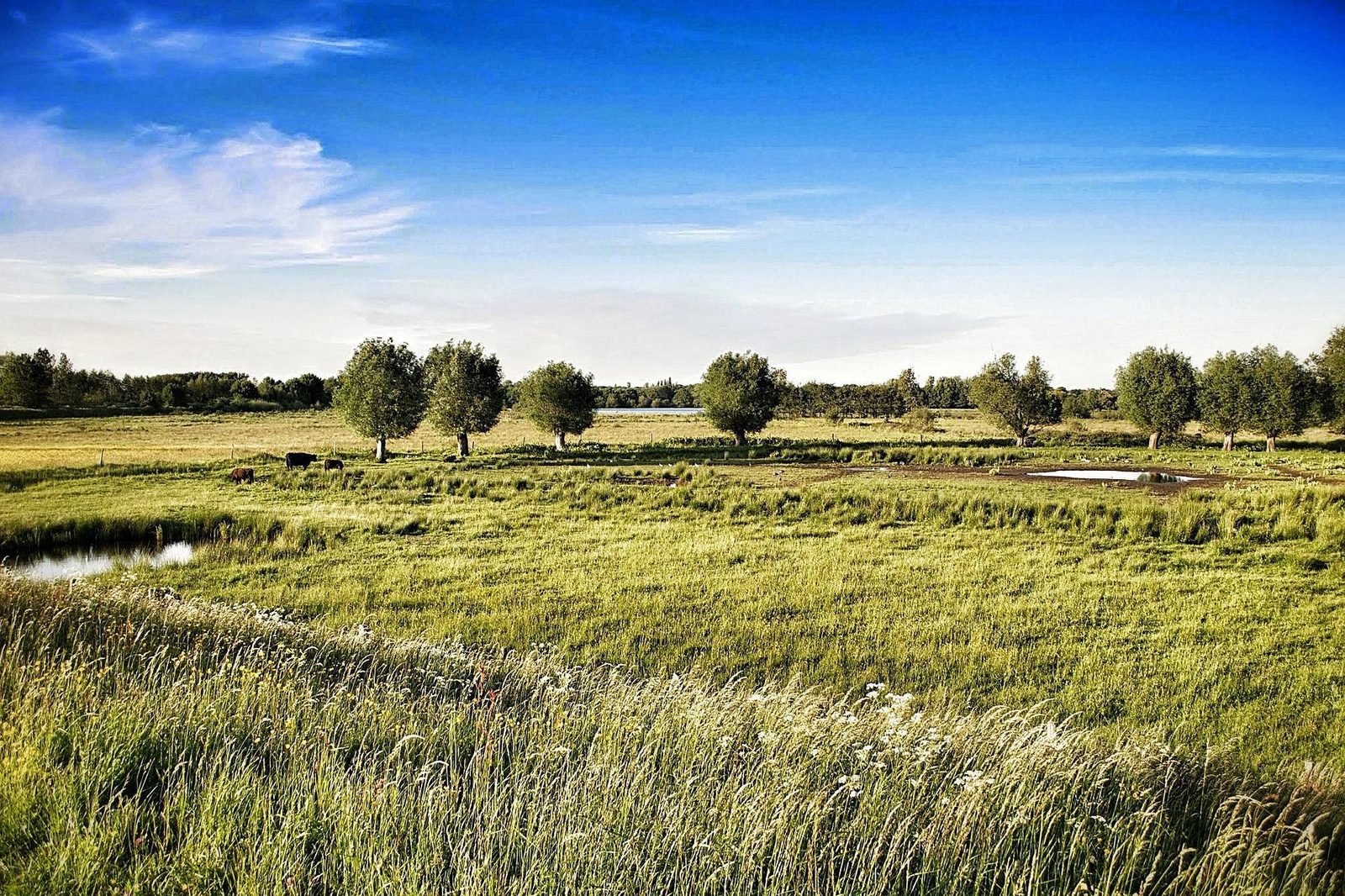 De Nekker bij Mechelen, Vlaanderen, België