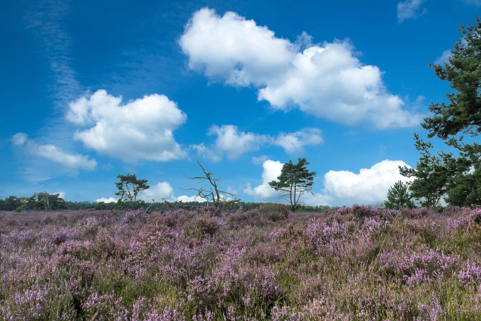 Kalmthoutse Heide Vlaanderen, België