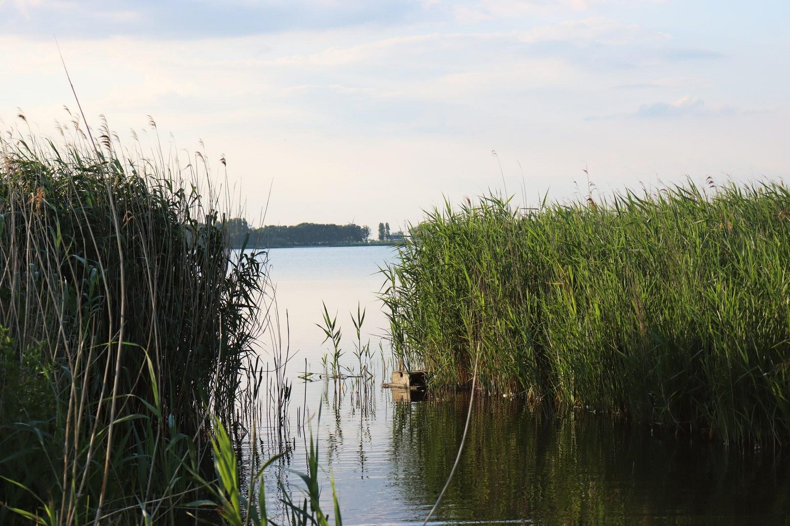 Veluwemeer grass