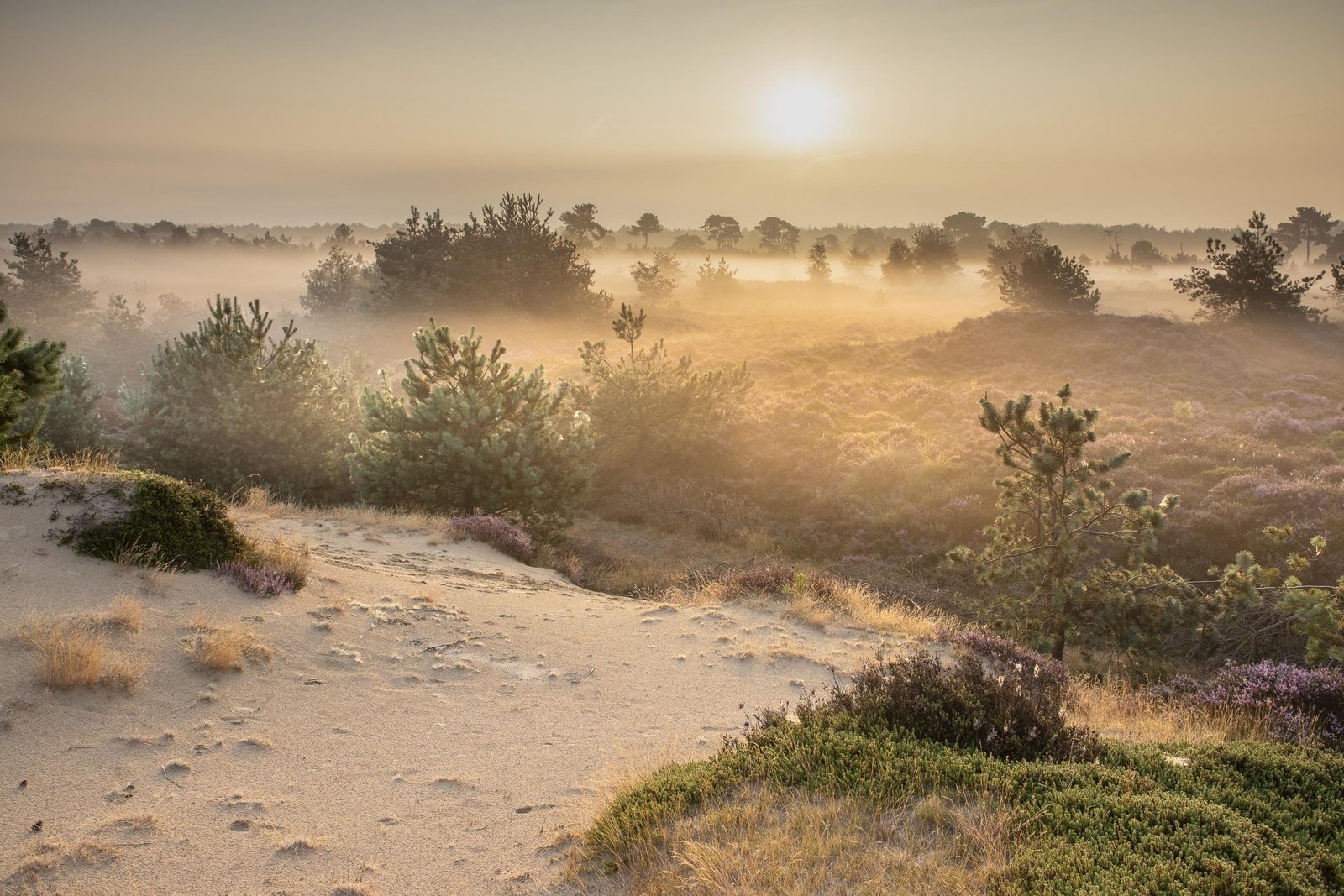 holiday parks at Drenthe national parks