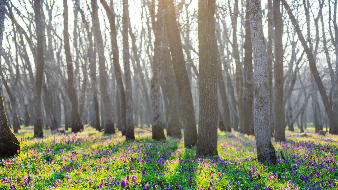spring woods flowers
