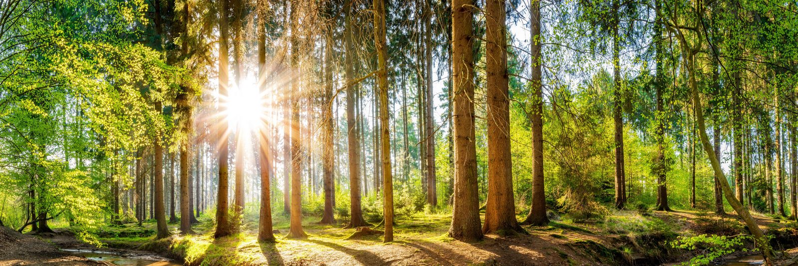 Woods sun