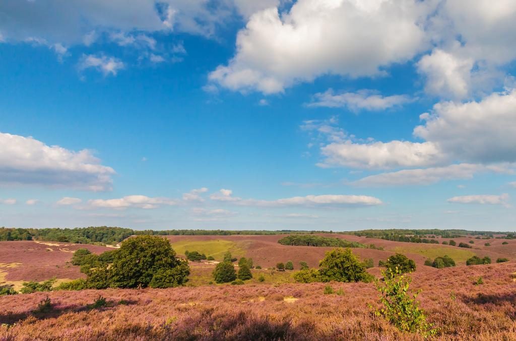 Hoge Kempen Nature Heath Purple