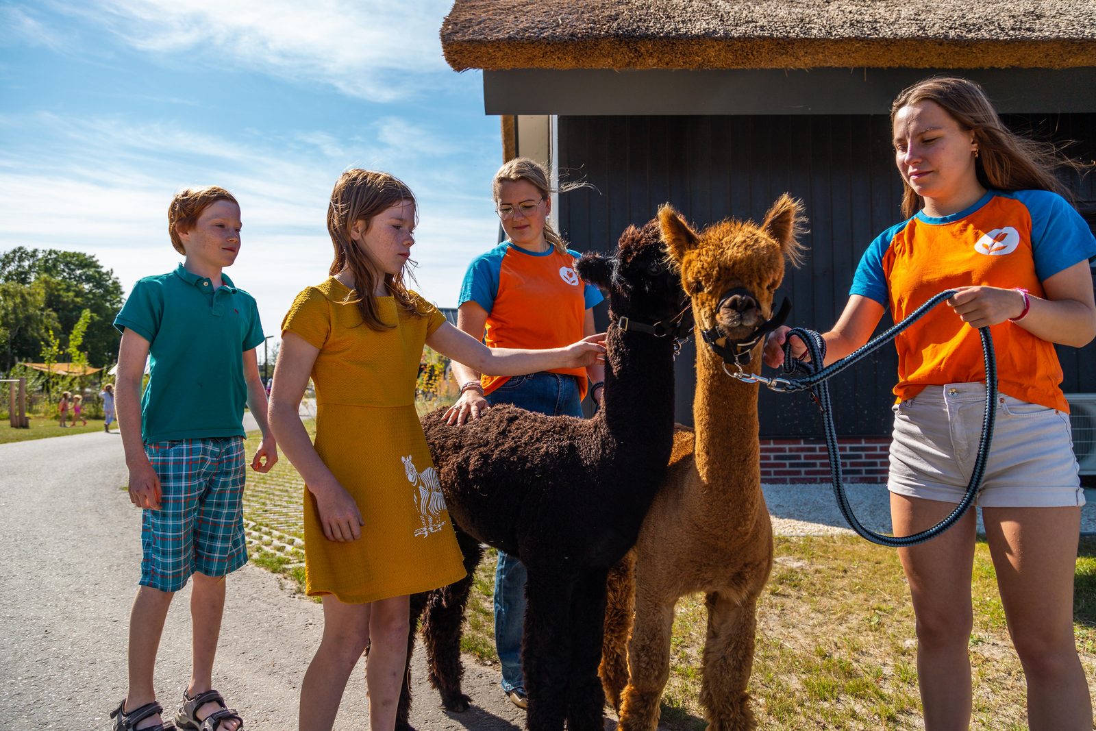 De IJssel Eilanden Alpaca-s Animation Kids