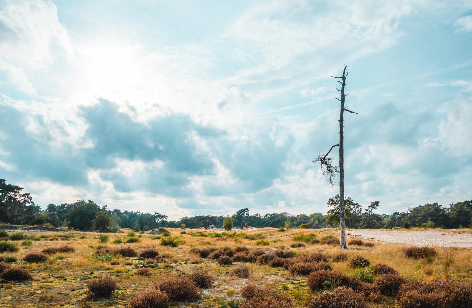 Loonse en Drunense Duinen - Noord-Brabant