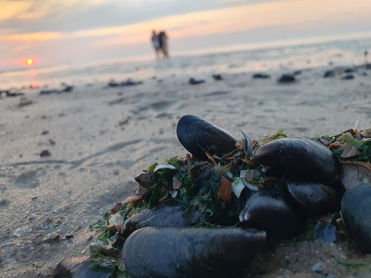EuroParcs Cadzand Beach Sunset Shells