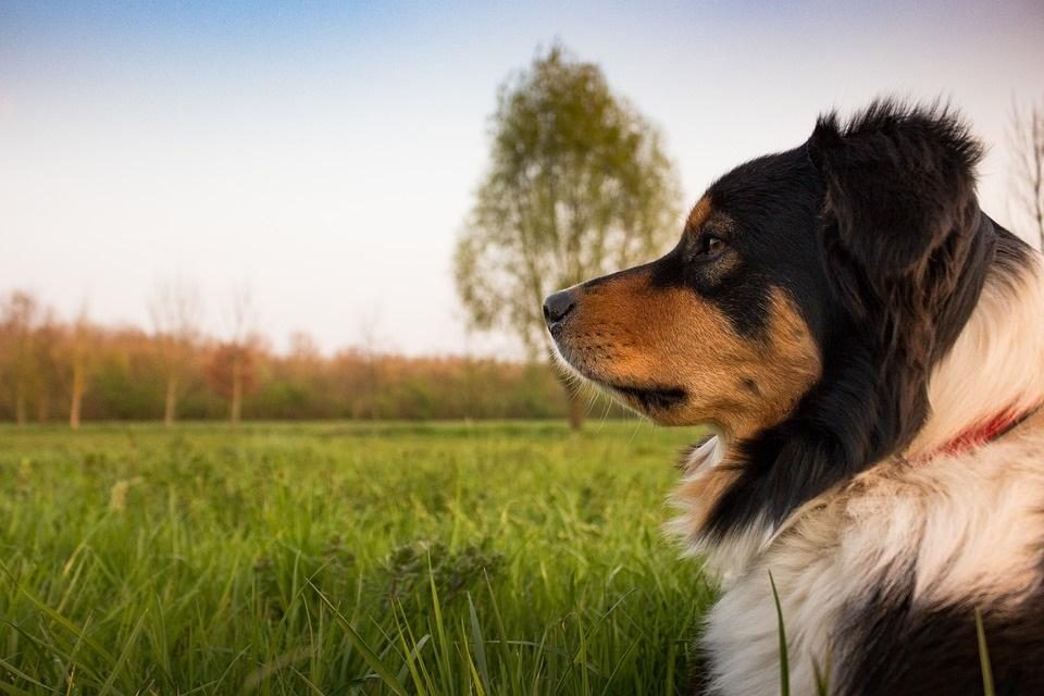 Holiday with dog (pet) in nature and forest at EuroParcs