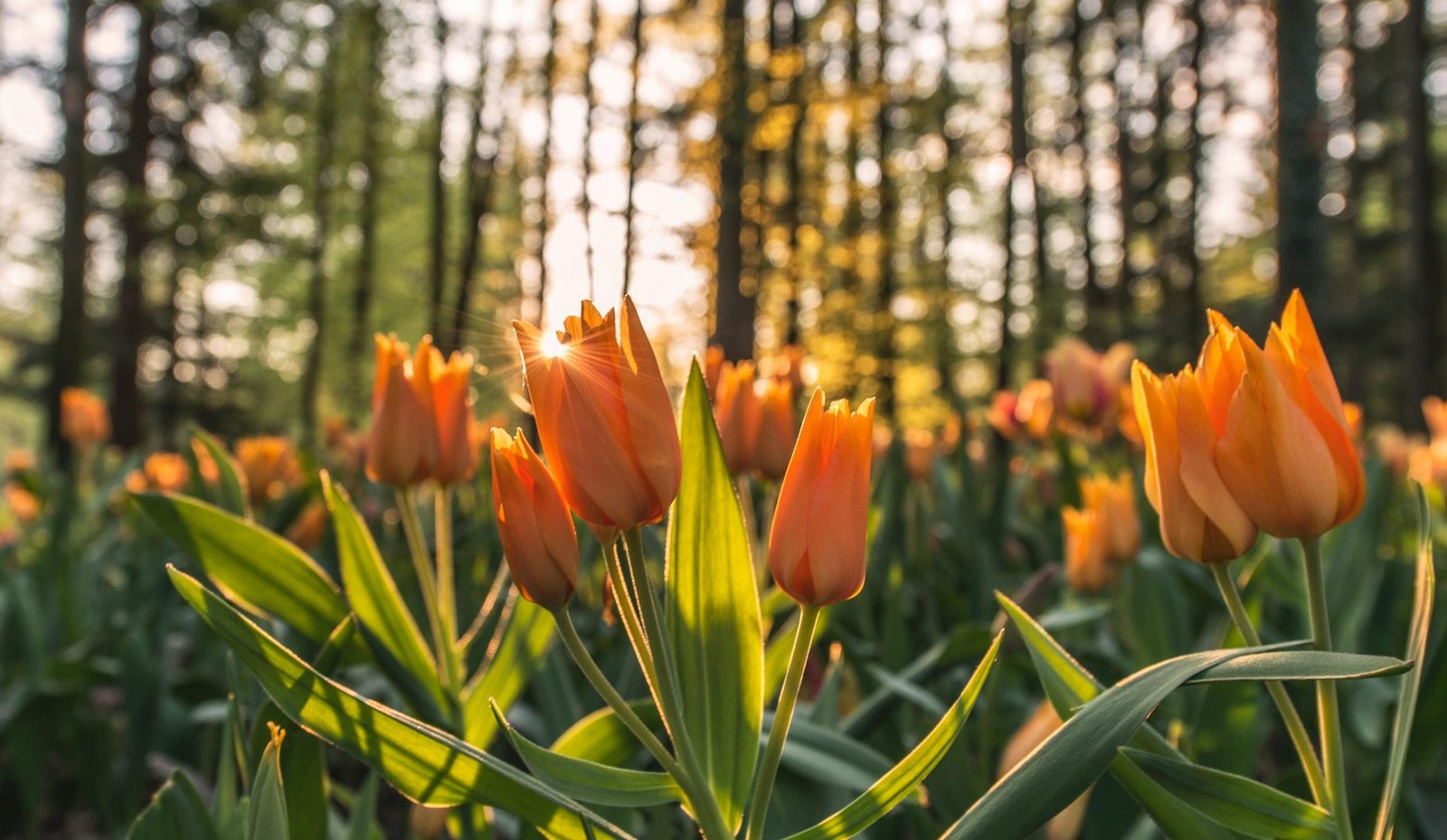 Tulip