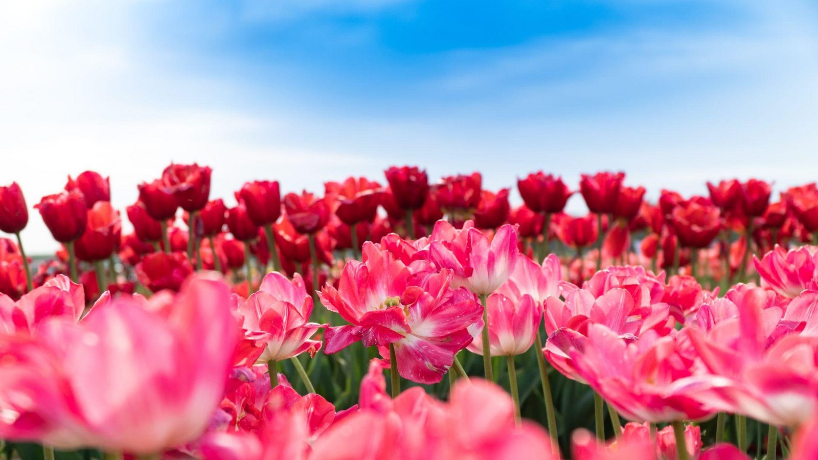 tulip stock photo