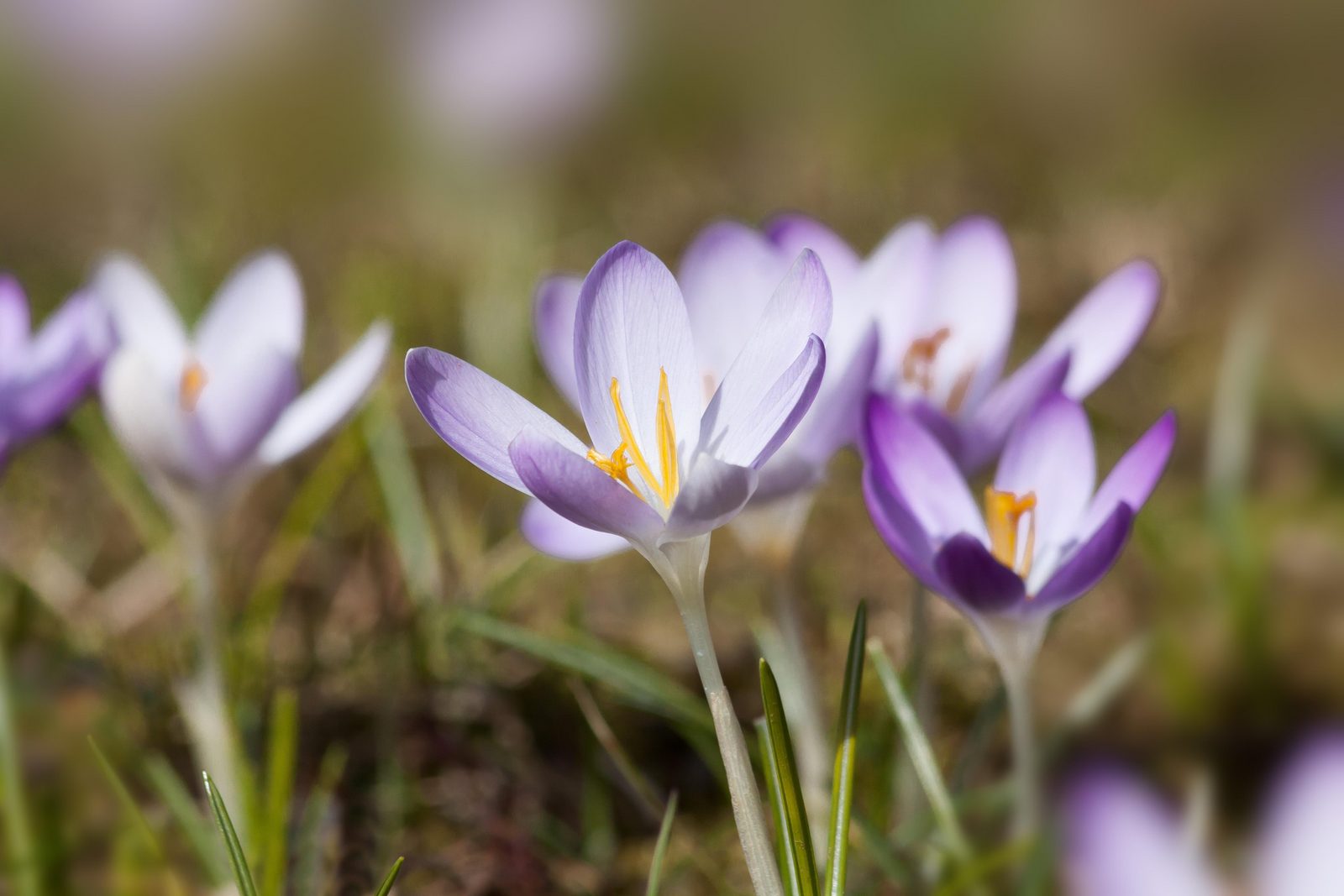 Spring