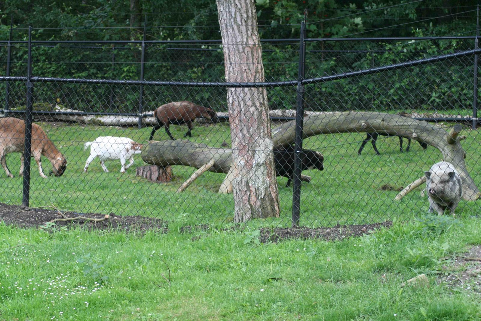Tierwiese