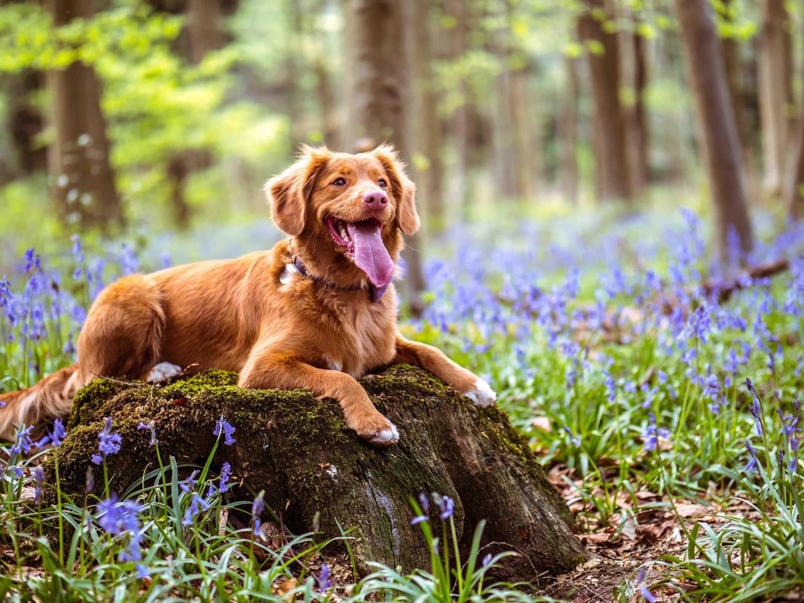 Urlaub mit Hund