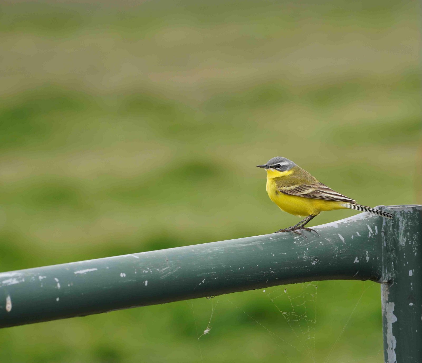 Natuurgebied De Hoeksche Waard
