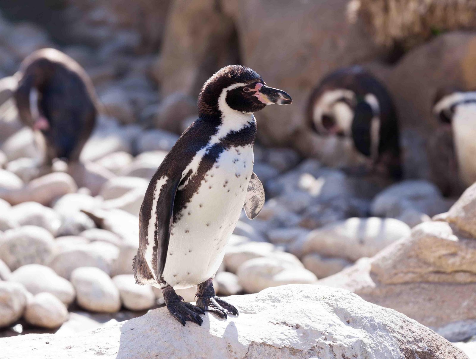 ZooParc Overloon