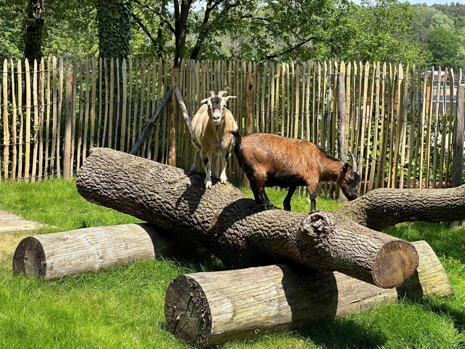 Mini dierenweide
