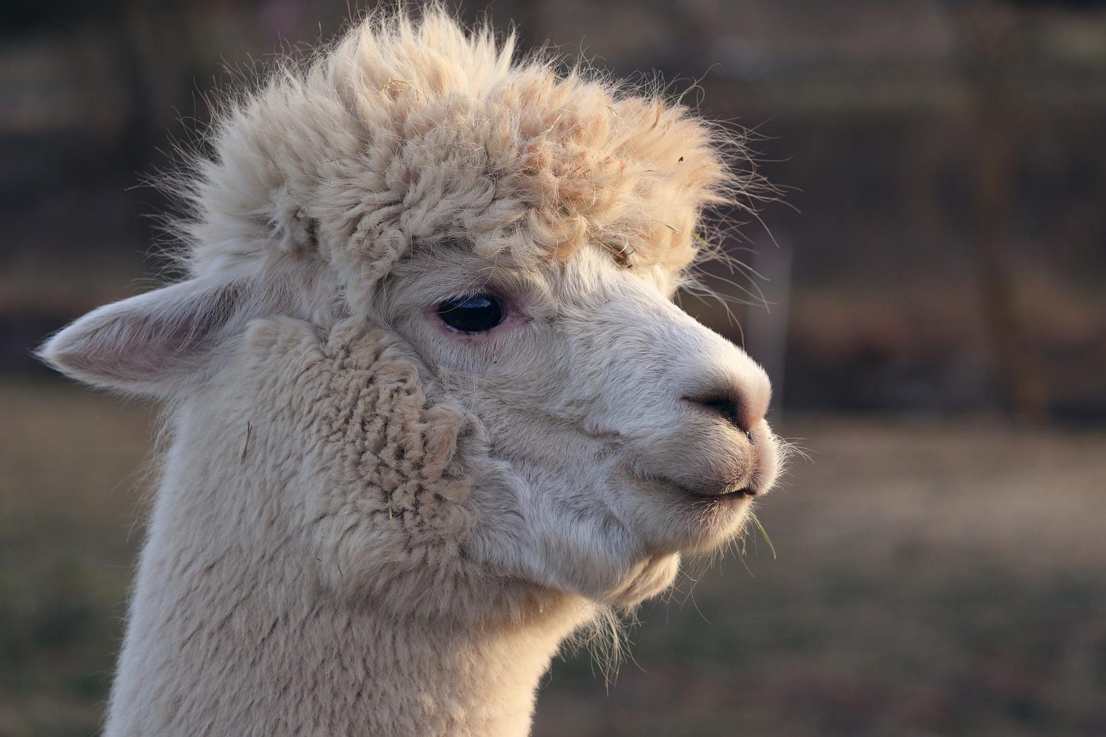 Alpaca Reickheim