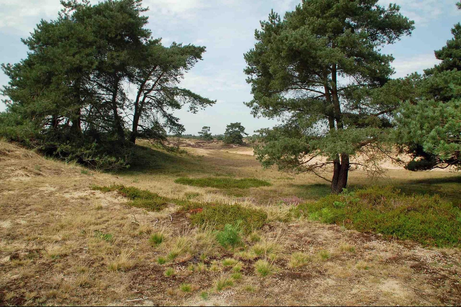 Nationalpark Drents-Friese Wold
